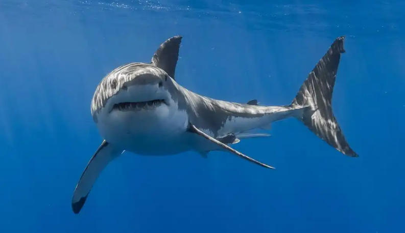 婚车租赁合川最好的婚庆公司轮播图3